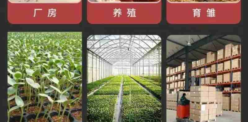 工作人员向与会人员介绍可灵AI(央广网记者 梁瑜琳 摄)